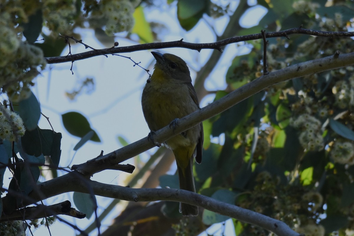 Hepatic Tanager - ML628748516