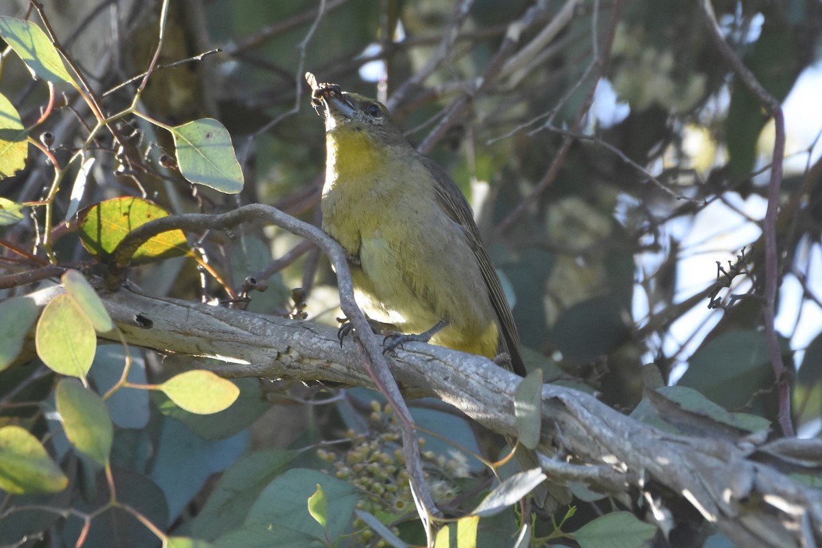 Hepatic Tanager - ML628748522