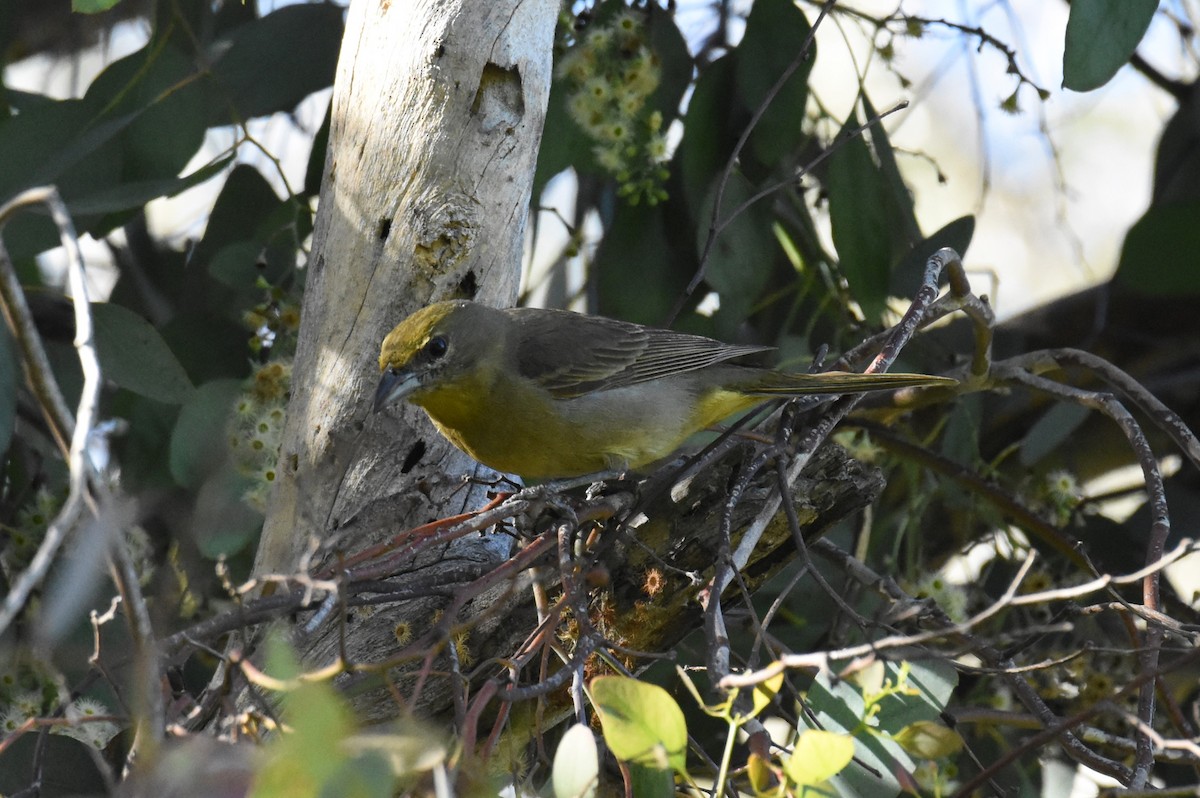 Hepatic Tanager - ML628748537