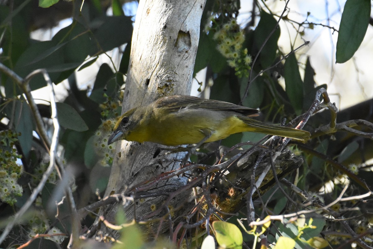 Hepatic Tanager - ML628748543