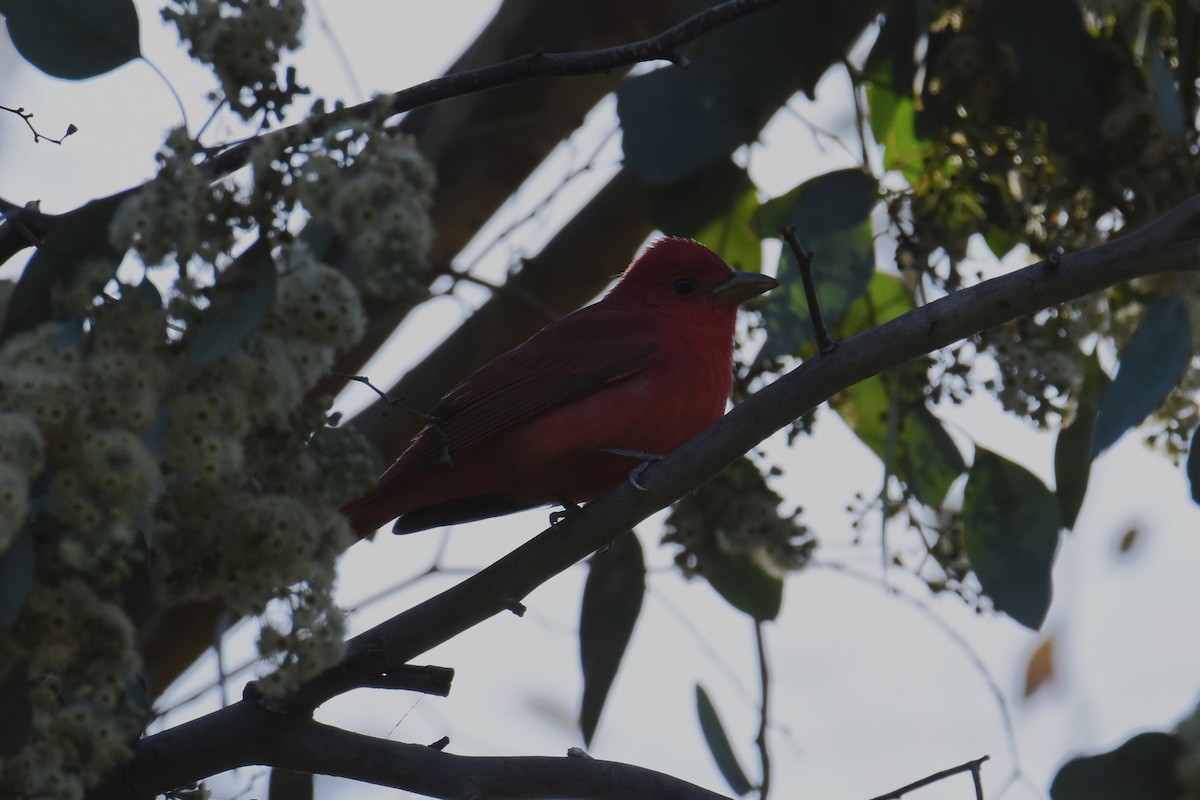Summer Tanager - ML628748551