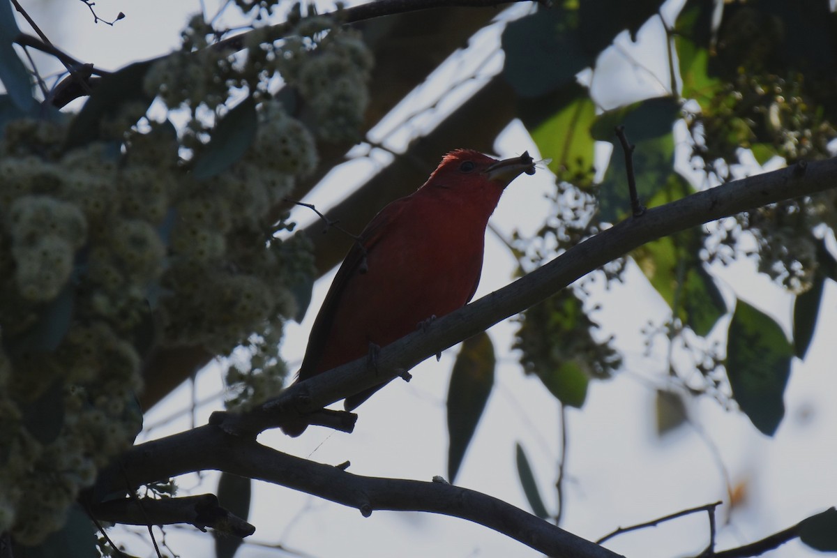 Summer Tanager - ML628748561