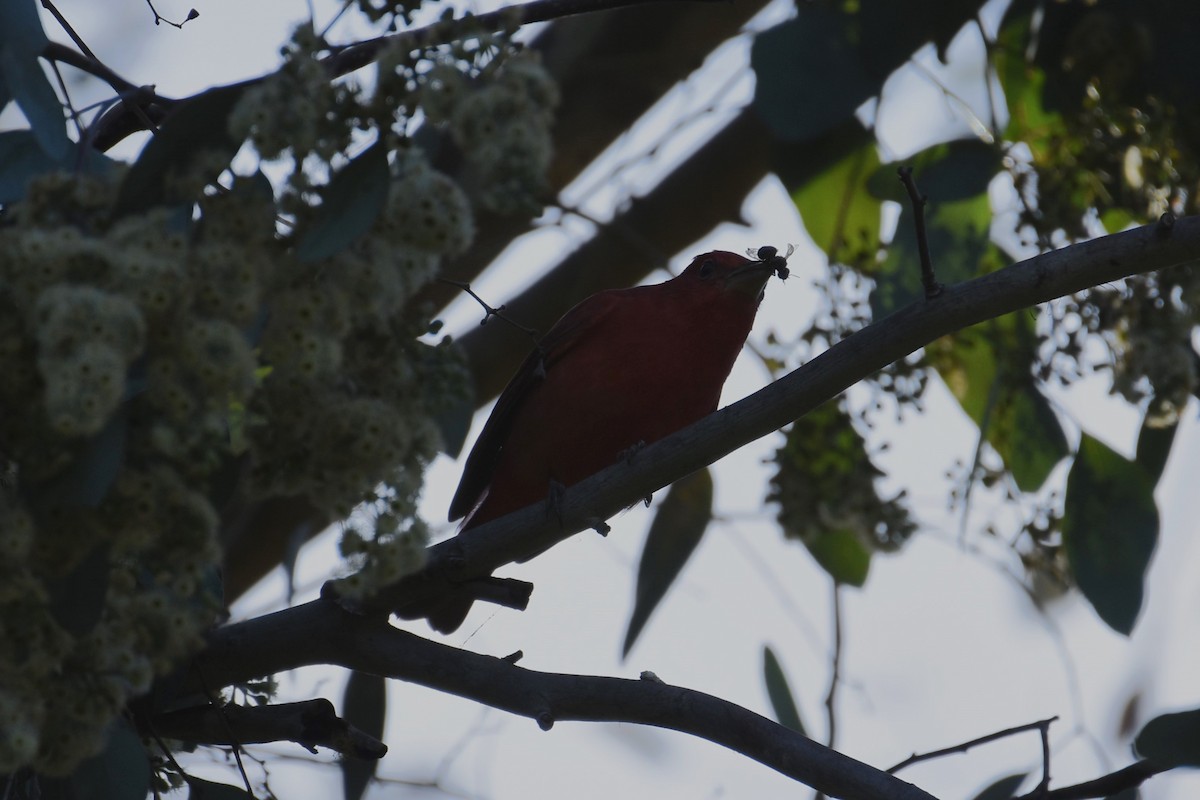 Summer Tanager - ML628748564