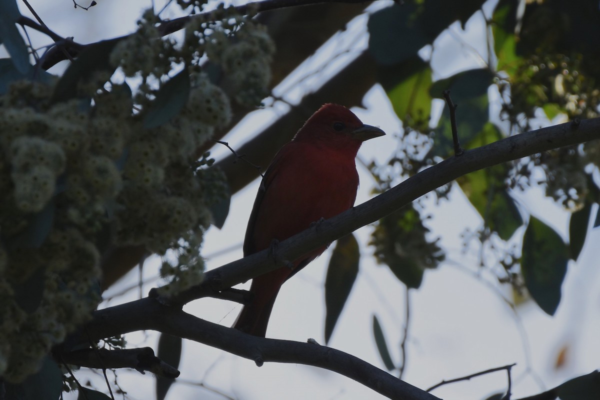 Summer Tanager - ML628748570