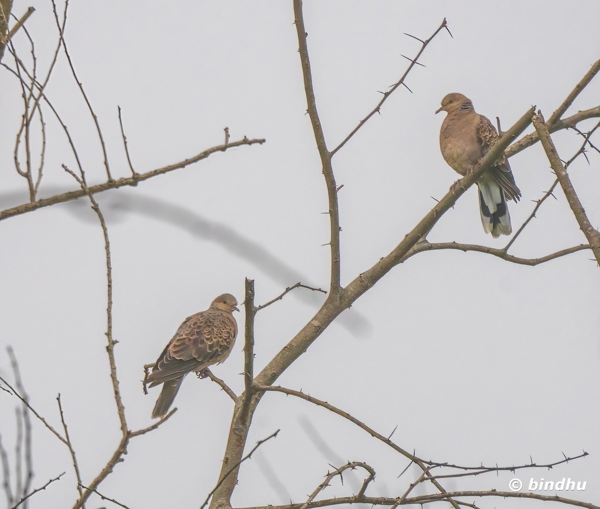 Oriental Turtle-Dove - ML628748684