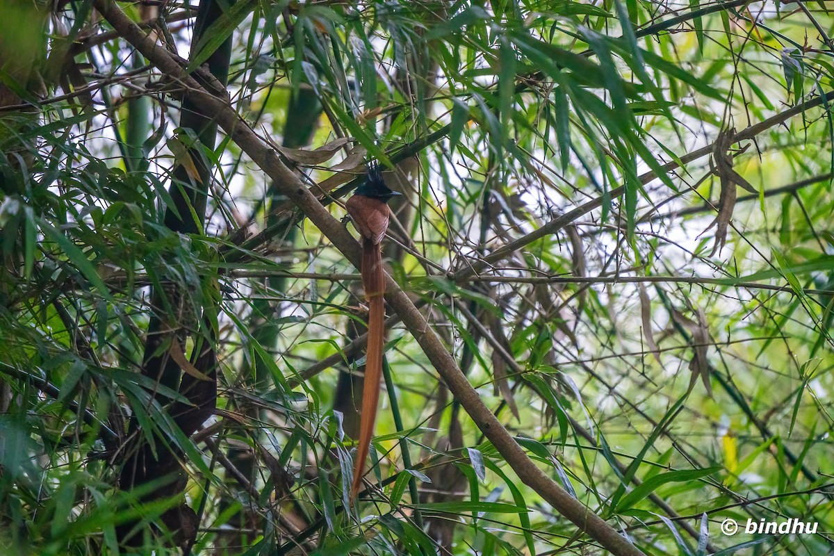 Indian Paradise-Flycatcher - ML628748702