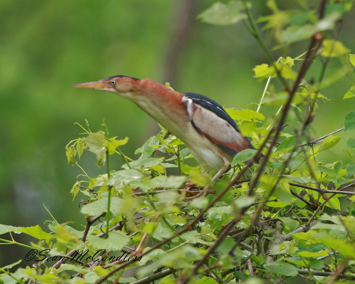 Least Bittern - ML628748747