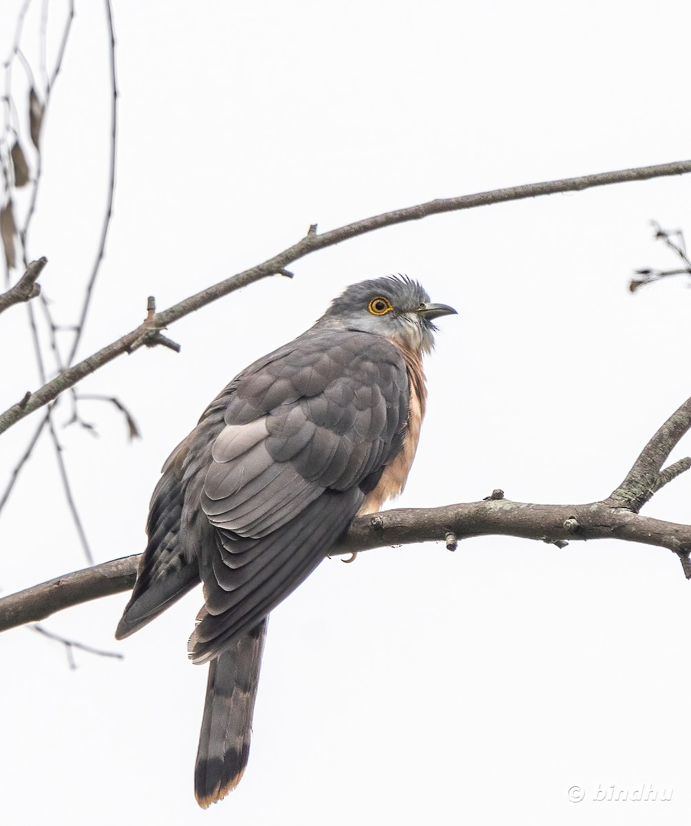 Common Hawk-Cuckoo - ML628748751