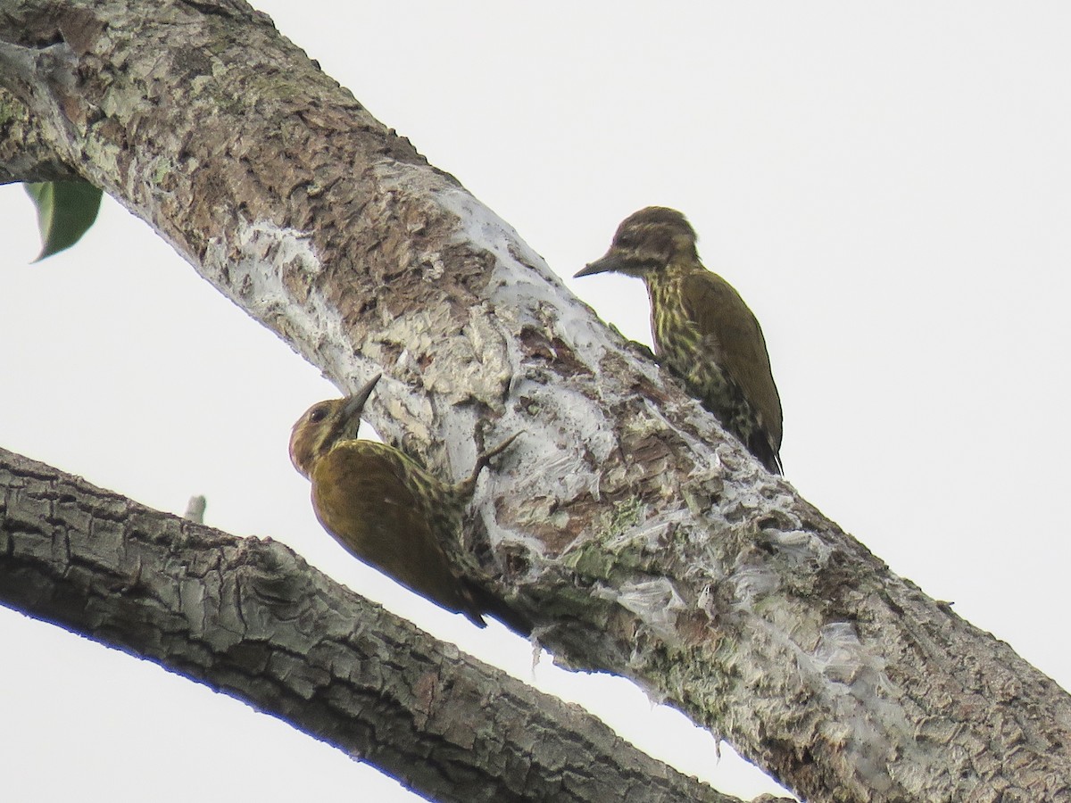 Melancholy Woodpecker - ML628748759