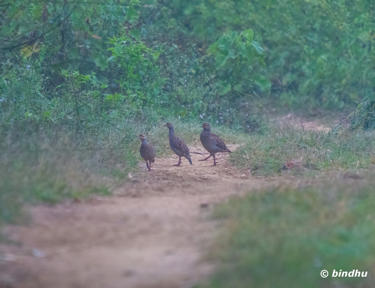 Gray Francolin - ML628748888