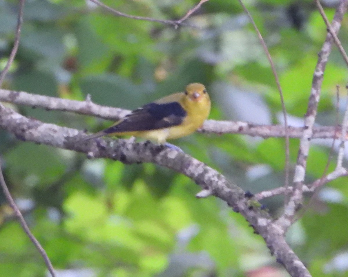 アカフウキンチョウ - ML628749118