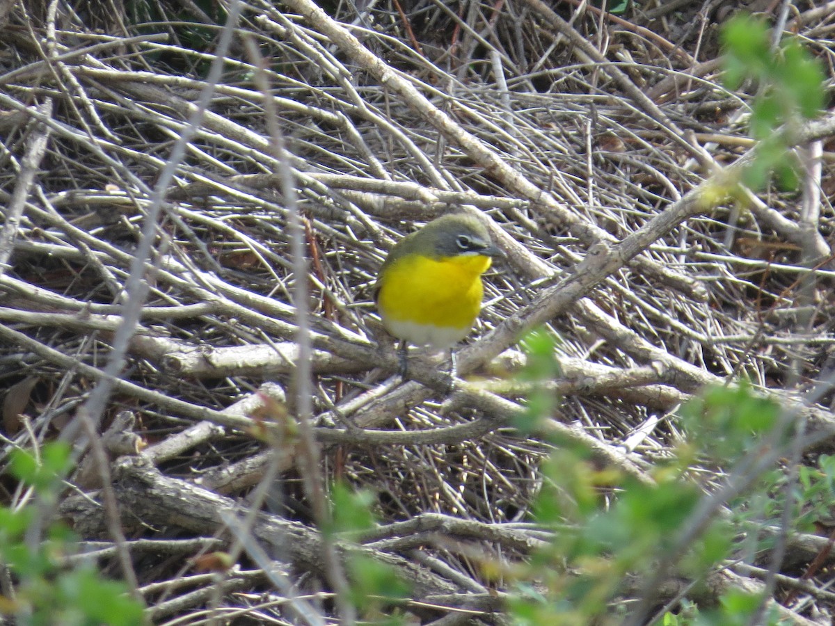 Yellow-breasted Chat - ML628749284