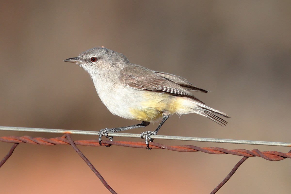 Yellow-bellied Eremomela - ML628749456