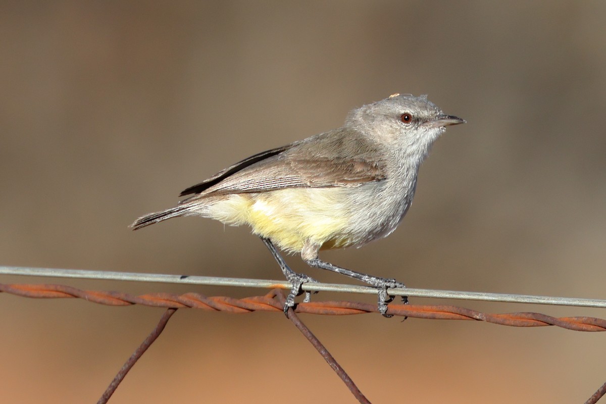 Yellow-bellied Eremomela - ML628749457