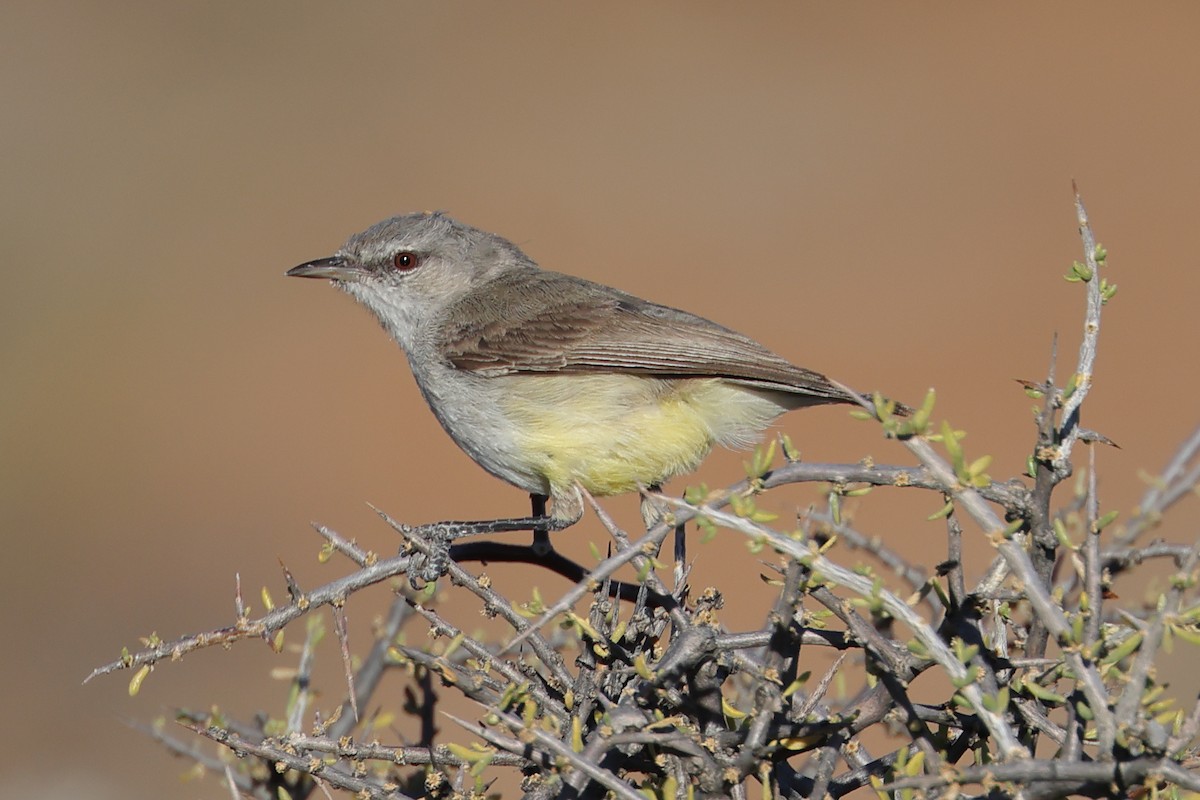 Yellow-bellied Eremomela - ML628749458