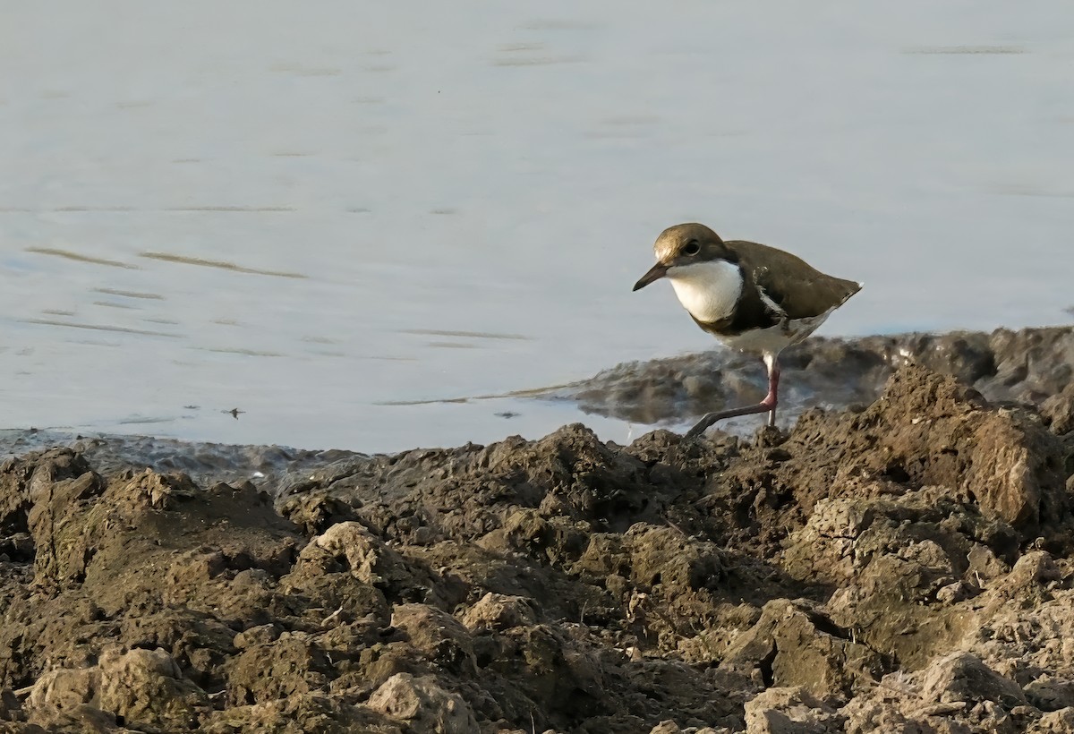 Red-kneed Dotterel - ML628749689