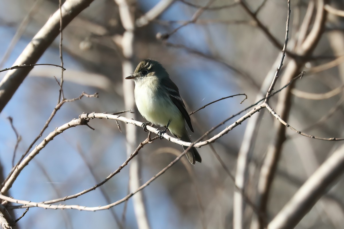 Least Flycatcher - ML628749835