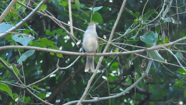 Cuban Solitaire - ML628749870