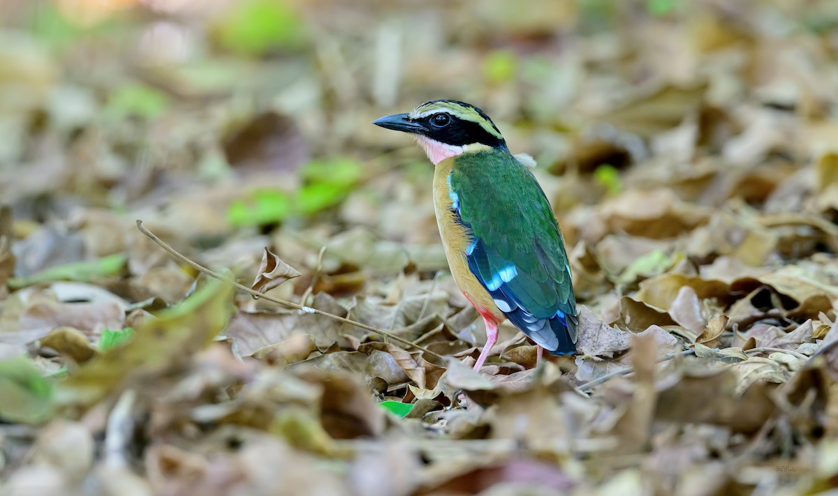 African Pitta - ML628749946