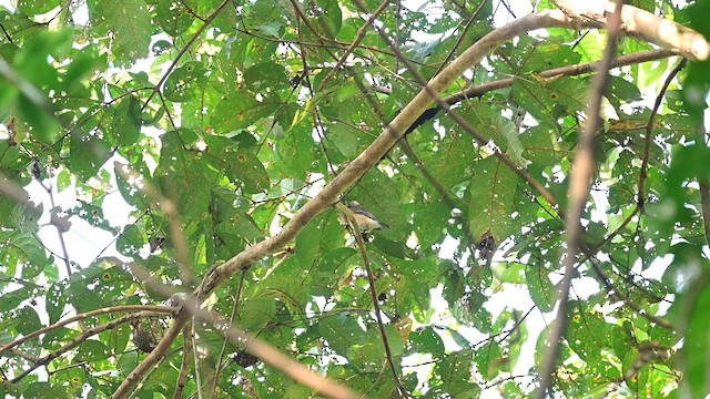 Mugimaki Flycatcher - ML628749957