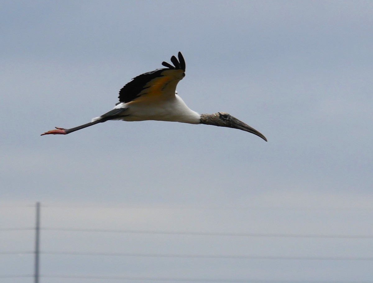 Wood Stork - ML628750024