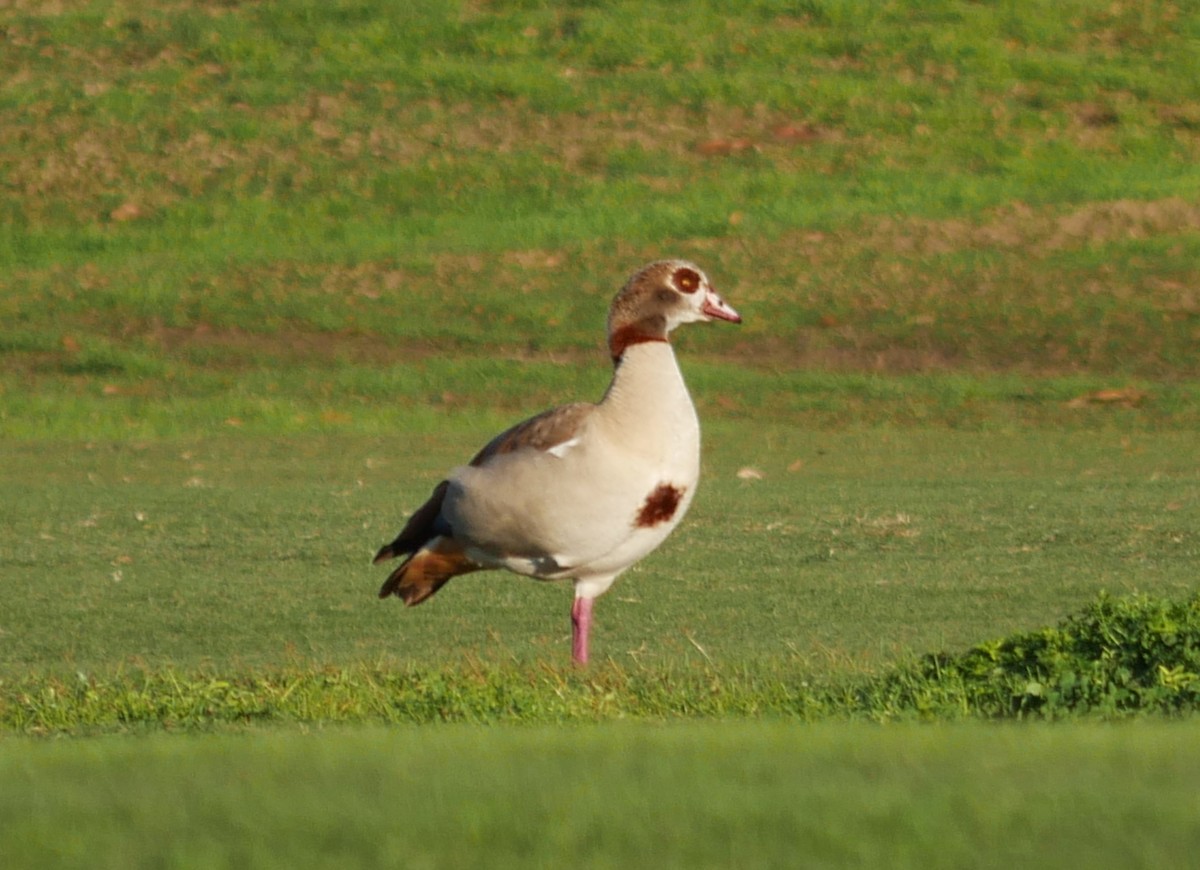 ebird-checklist-7-jan-2025-largo-central-park-nature-preserve-35