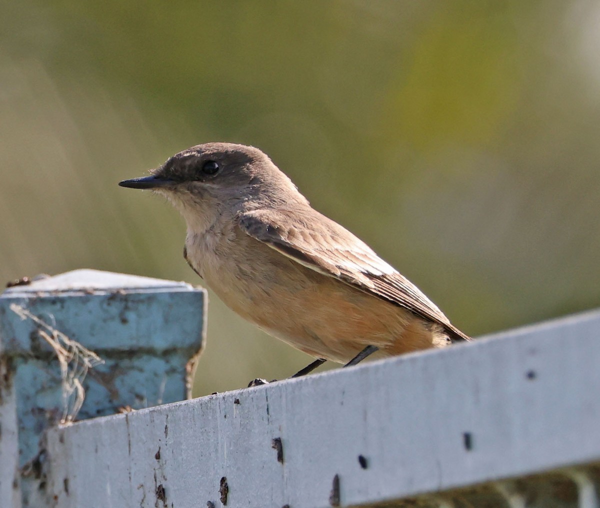 Say's Phoebe - ML628750089