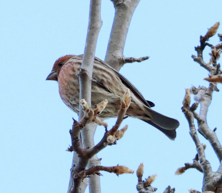 House Finch - ML628750093