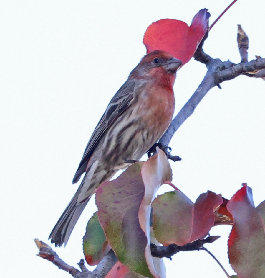 House Finch - ML628750094