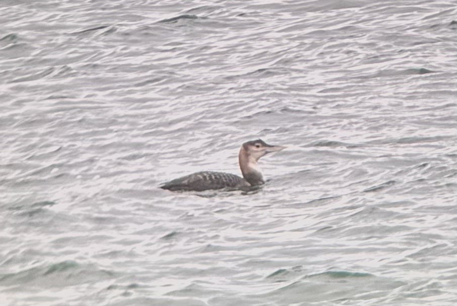 Yellow-billed Loon - ML628750127