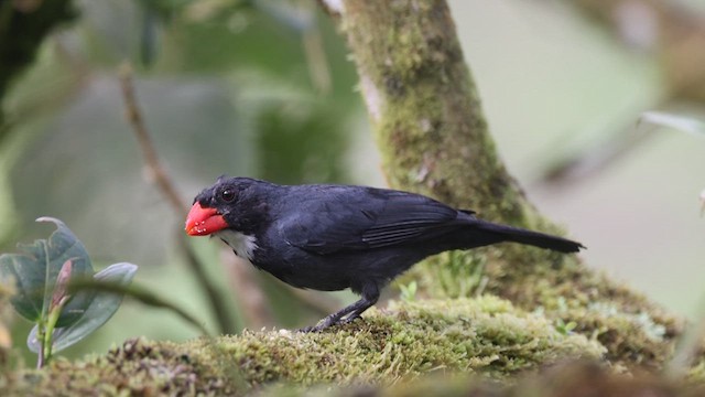 Slate-colored Grosbeak - ML628750133