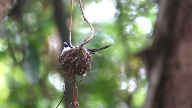 Frill-necked Monarch - ML628750156