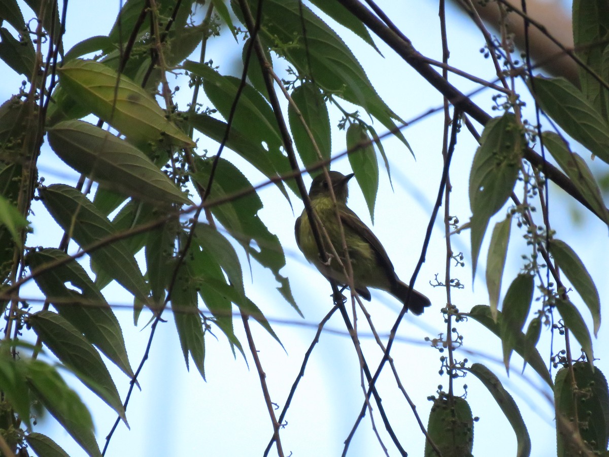 Olive-streaked Flycatcher - ML628750197