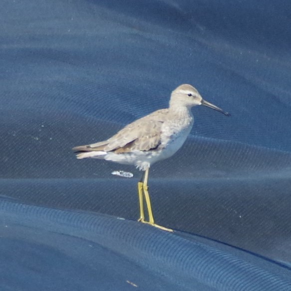 Lesser Yellowlegs - ML628750269