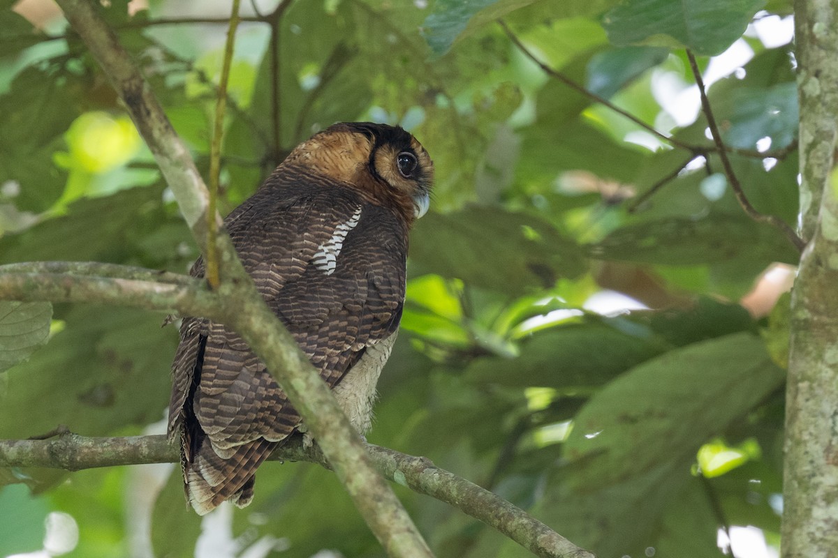 Brown Wood-Owl (Bornean) - ML628750305