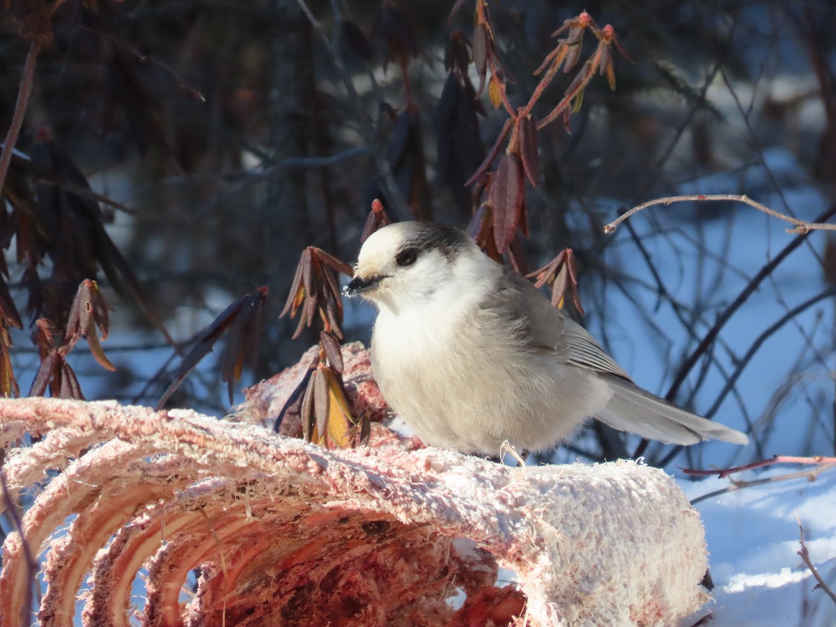 Canada Jay - ML628750307
