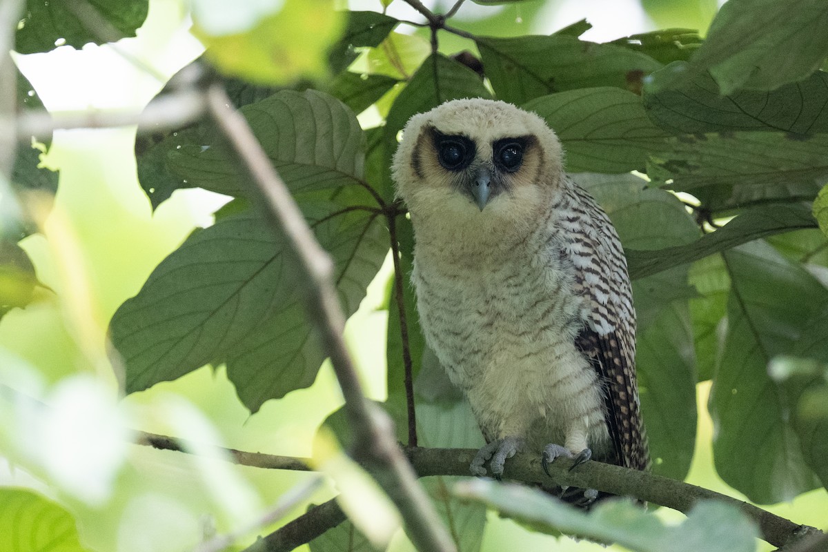 Brown Wood-Owl (Bornean) - ML628750311