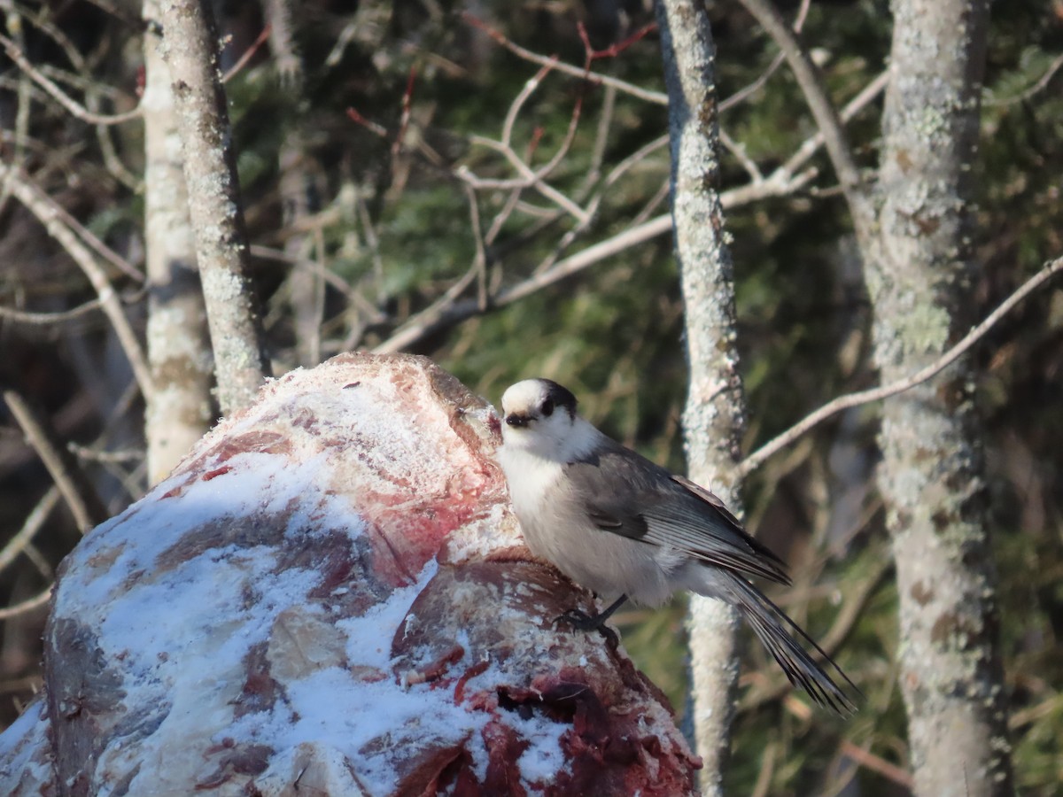 Canada Jay - ML628750312