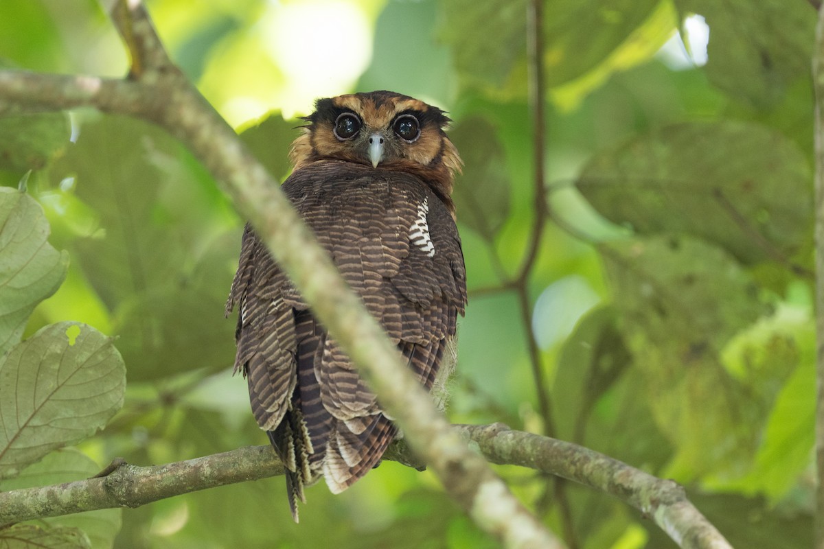 Brown Wood-Owl (Bornean) - ML628750315