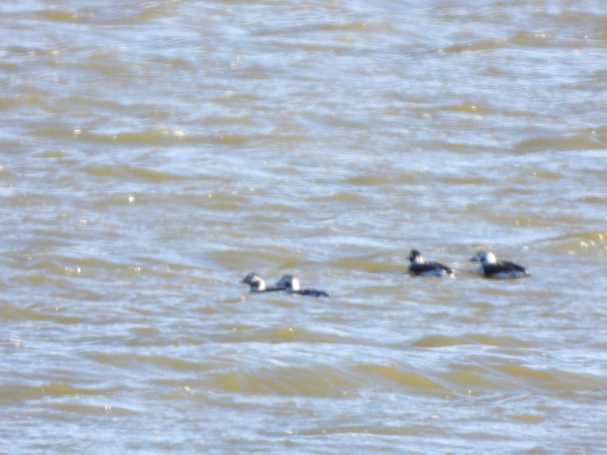 hoholka lední - ML628750346