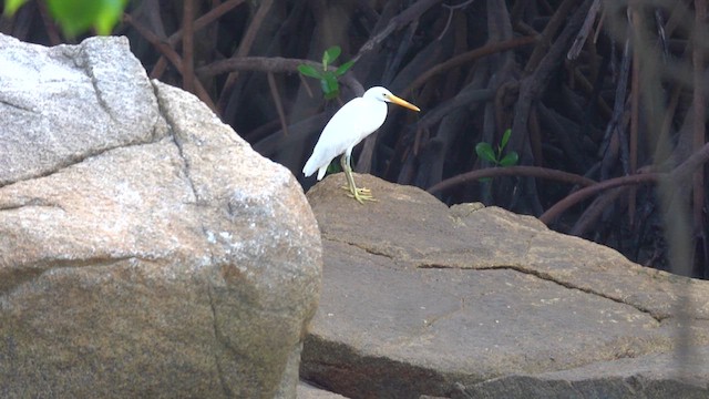 Pacific Reef-Heron - ML628750415