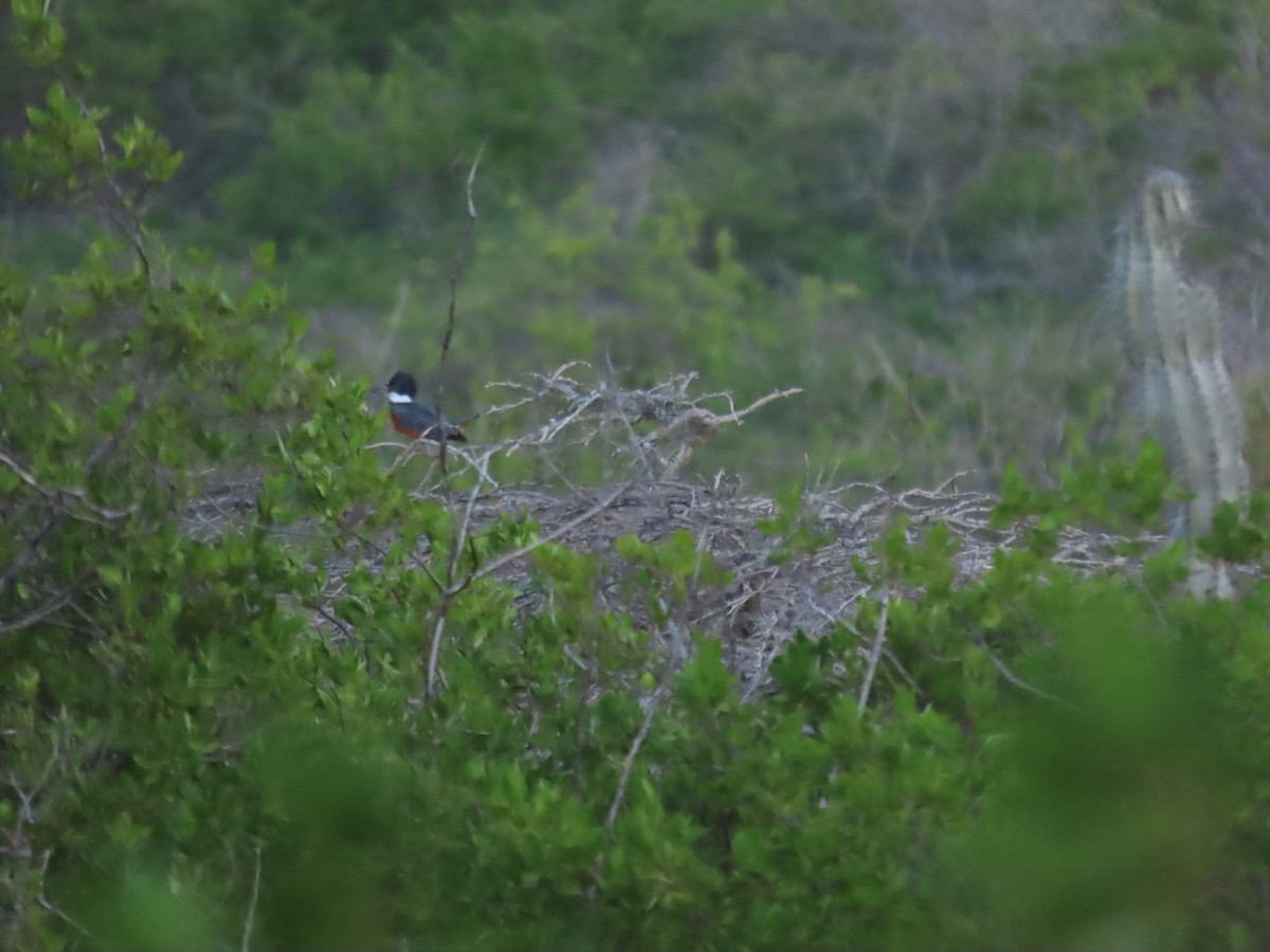 Ringed Kingfisher - ML628750513