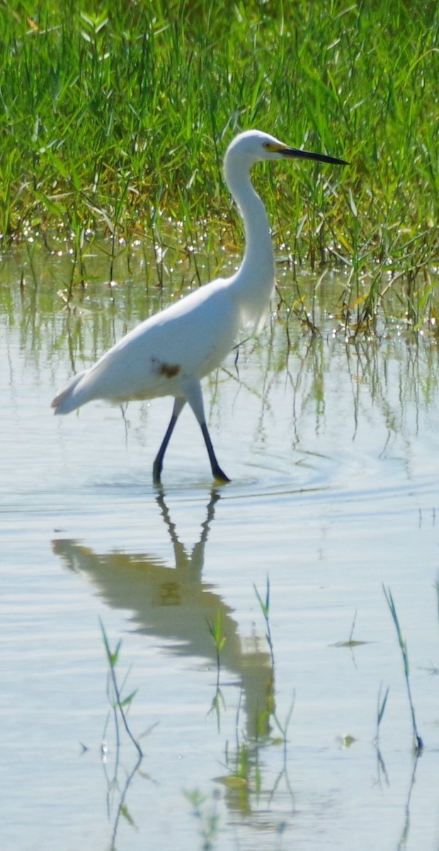 Snowy Egret - ML628750590