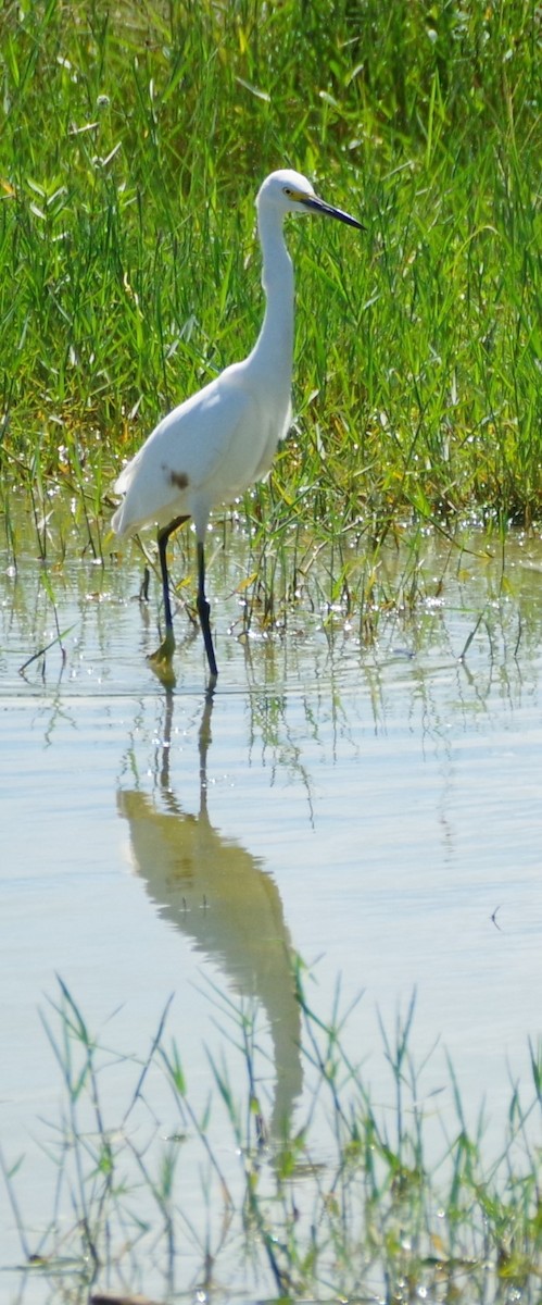 Snowy Egret - ML628750591