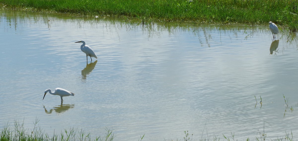 Snowy Egret - ML628750592