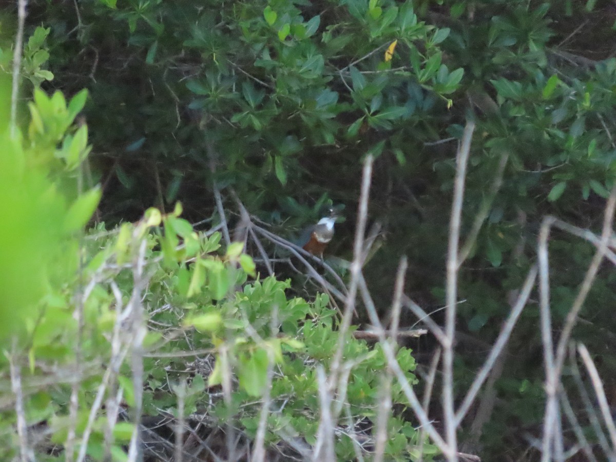 Ringed Kingfisher - ML628750603