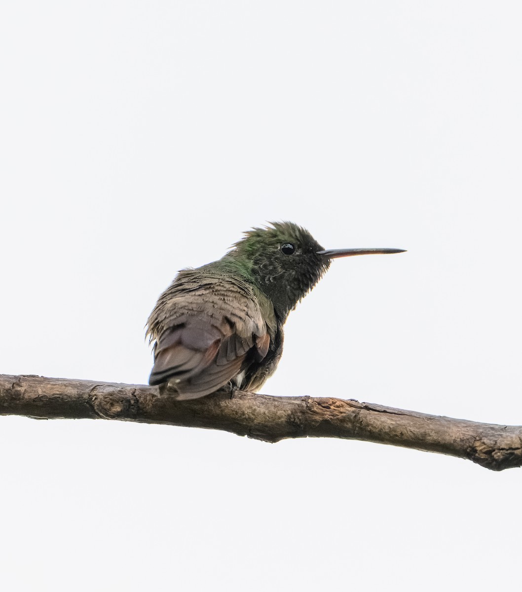 Berylline Hummingbird - ML628750627