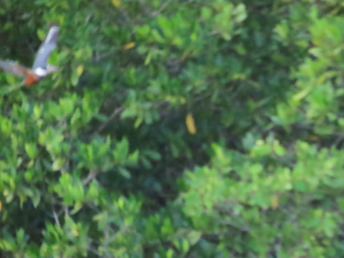 Ringed Kingfisher - ML628750649