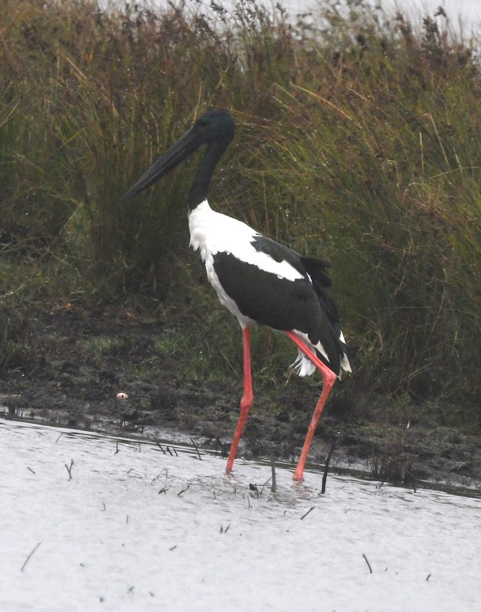 Black-necked Stork - ML628750691