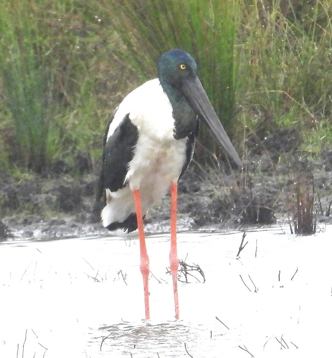 Black-necked Stork - ML628750701